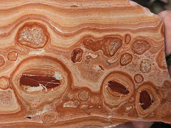 Polished fossil Oncolite slab. ONC122