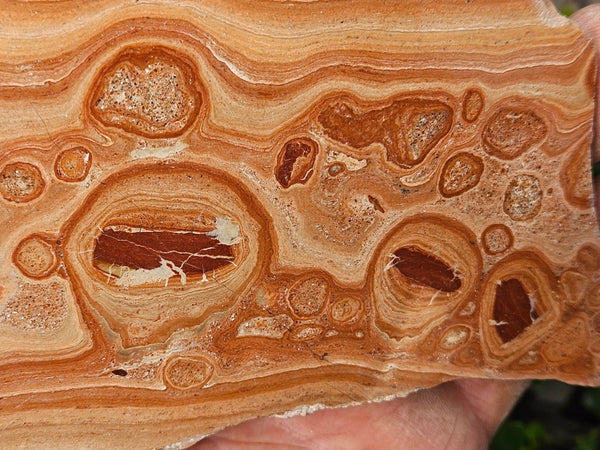 Polished fossil Oncolite slab. ONC122