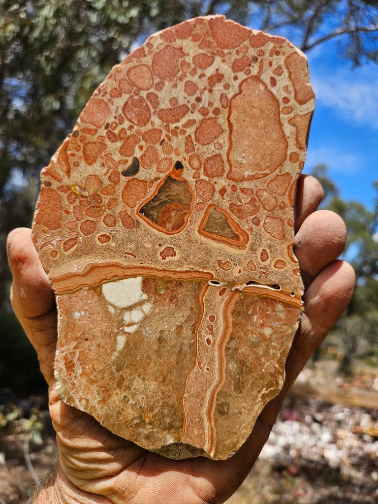 Polished fossil Oncolite slab. ONC123
