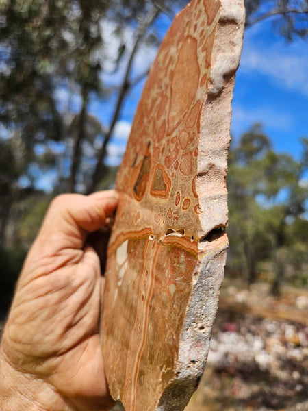 Polished fossil Oncolite slab. ONC123