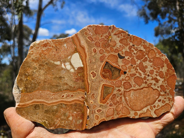 Polished fossil Oncolite slab. ONC123