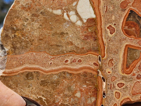 Polished fossil Oncolite slab. ONC123