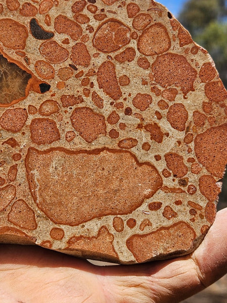 Polished fossil Oncolite slab. ONC123