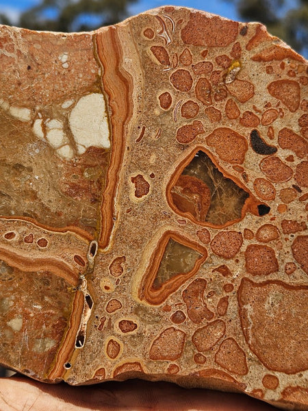 Polished fossil Oncolite slab. ONC123