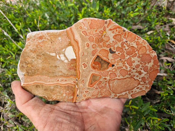 Polished fossil Oncolite slab. ONC123