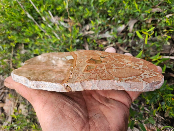 Polished fossil Oncolite slab. ONC123