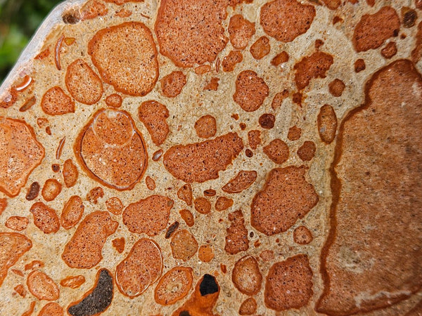 Polished fossil Oncolite slab. ONC123