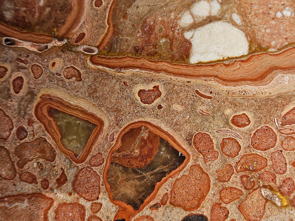 Polished fossil Oncolite slab. ONC123