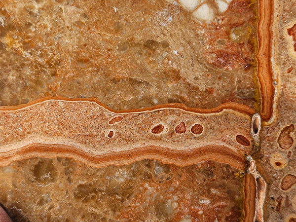 Polished fossil Oncolite slab. ONC123