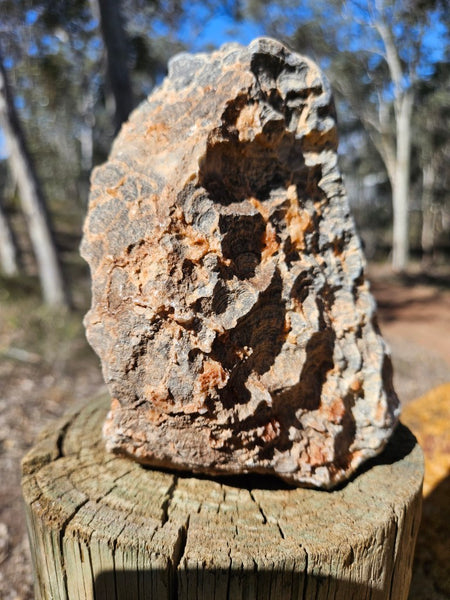 Polished fossil stromatolite . Asperia ashburtonia. ASP166