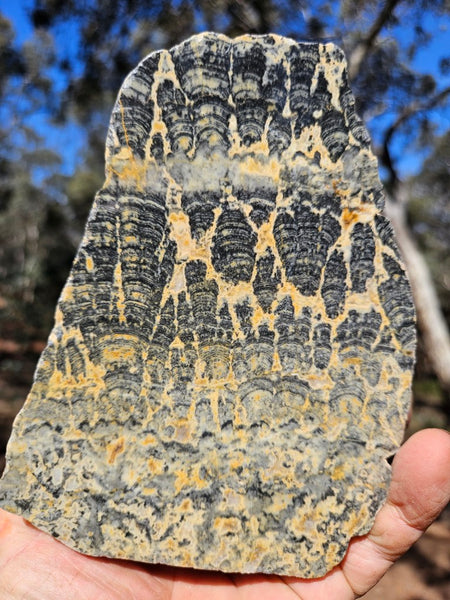 Polished fossil stromatolite . Asperia ashburtonia. ASP166