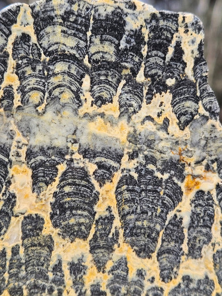 Polished fossil stromatolite . Asperia ashburtonia. ASP166