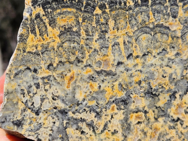 Polished fossil stromatolite . Asperia ashburtonia. ASP166