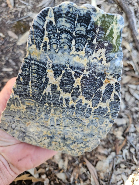 Polished fossil stromatolite . Asperia ashburtonia. ASP166