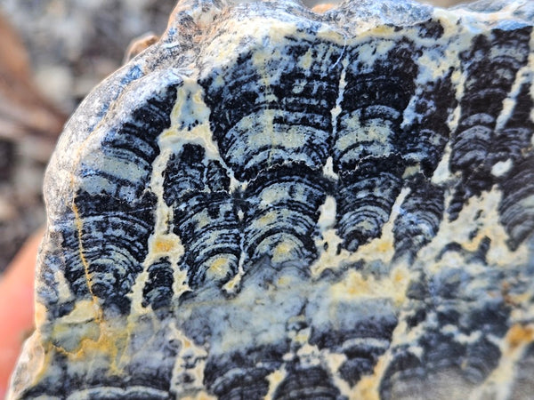 Polished fossil stromatolite . Asperia ashburtonia. ASP166