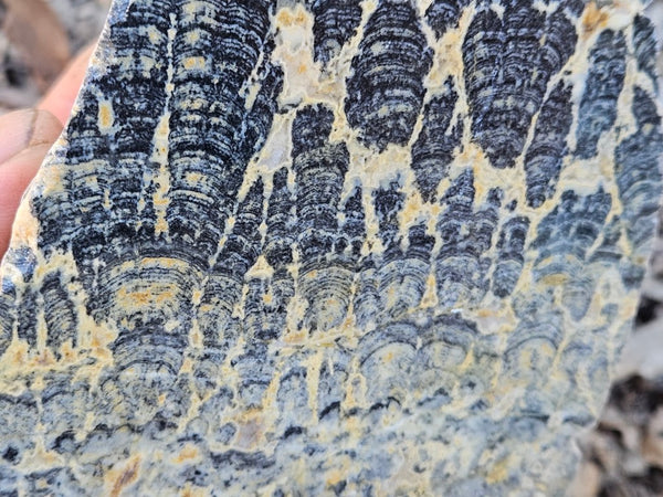Polished fossil stromatolite . Asperia ashburtonia. ASP166