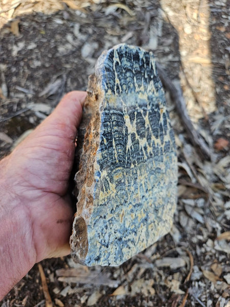 Polished fossil stromatolite . Asperia ashburtonia. ASP166