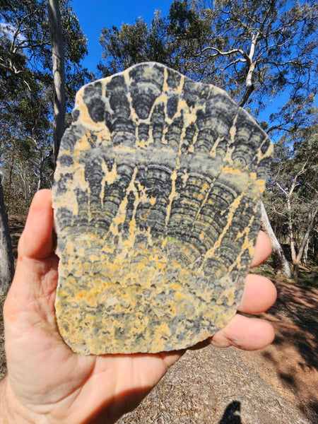 Polished fossil stromatolite slab. Asperia ashburtonia. ASP164