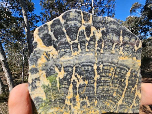 Polished fossil stromatolite slab. Asperia ashburtonia. ASP164