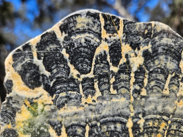 Polished fossil stromatolite slab. Asperia ashburtonia. ASP164