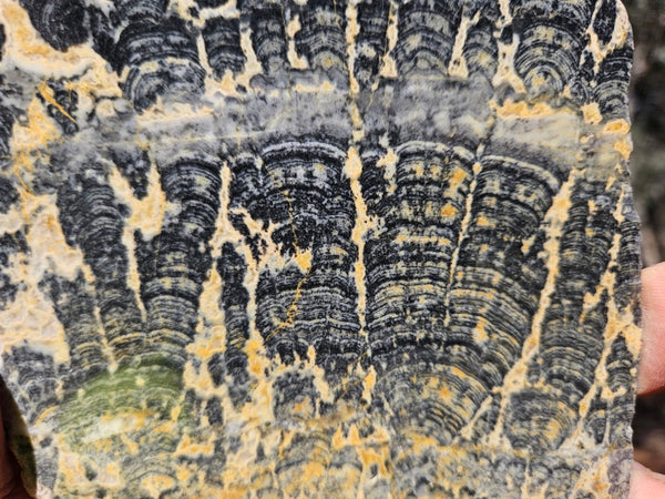 Polished fossil stromatolite slab. Asperia ashburtonia. ASP164