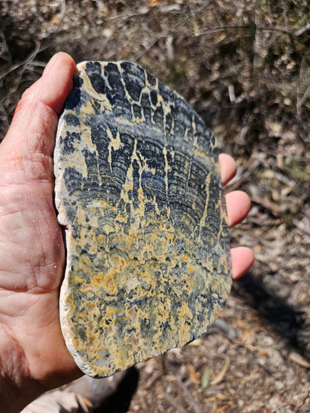 Polished fossil stromatolite slab. Asperia ashburtonia. ASP164