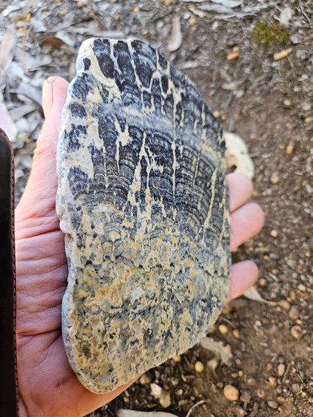 Polished fossil stromatolite slab. Asperia ashburtonia. ASP164