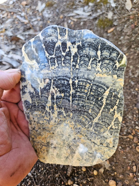 Polished fossil stromatolite slab. Asperia ashburtonia. ASP164