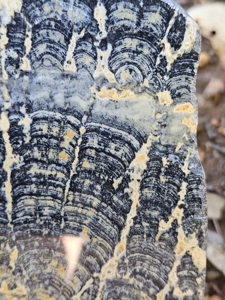 Polished fossil stromatolite slab. Asperia ashburtonia. ASP164