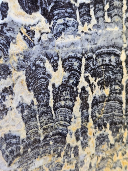 Polished fossil stromatolite slab. Asperia ashburtonia. ASP164