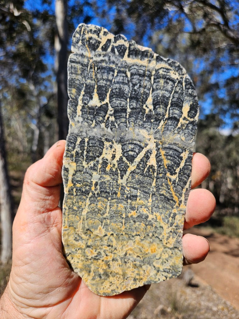 Polished fossil stromatolite slab. Asperia ashburtonia. ASP165
