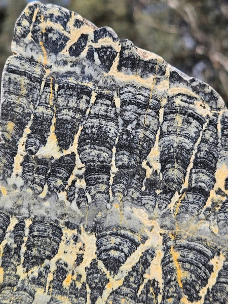 Polished fossil stromatolite slab. Asperia ashburtonia. ASP165