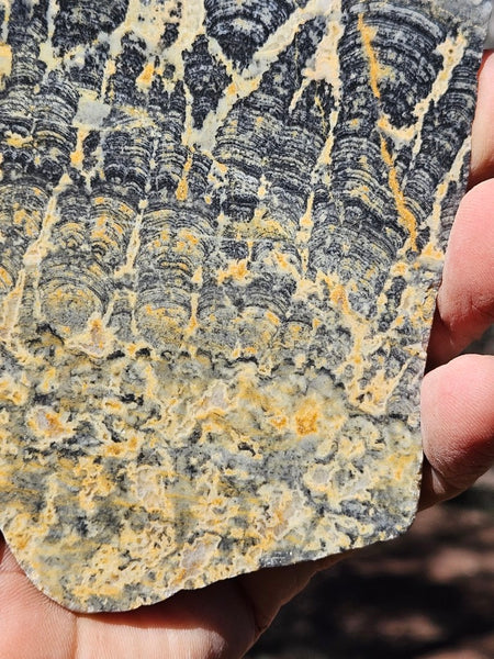 Polished fossil stromatolite slab. Asperia ashburtonia. ASP165