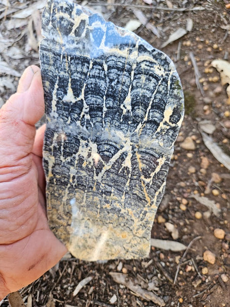 Polished fossil stromatolite slab. Asperia ashburtonia. ASP165