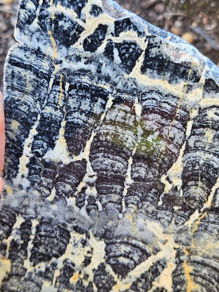 Polished fossil stromatolite slab. Asperia ashburtonia. ASP165