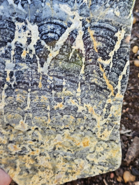 Polished fossil stromatolite slab. Asperia ashburtonia. ASP165