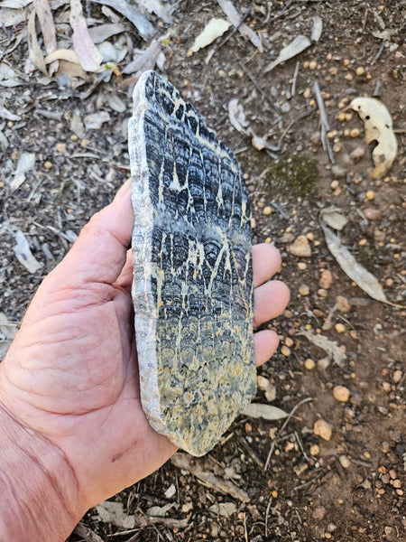 Polished fossil stromatolite slab. Asperia ashburtonia. ASP165