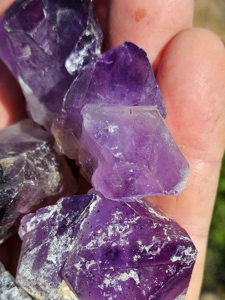 5 Wyloo Amethyst crystals  AM162