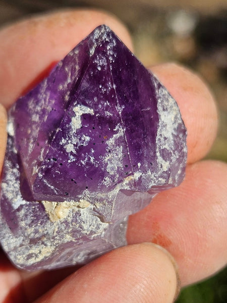 5 Wyloo Amethyst crystals  AM162