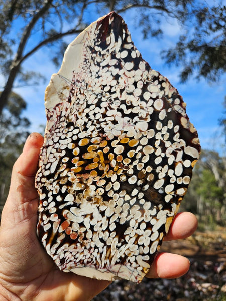 Polished Peanut Wood slab PW361