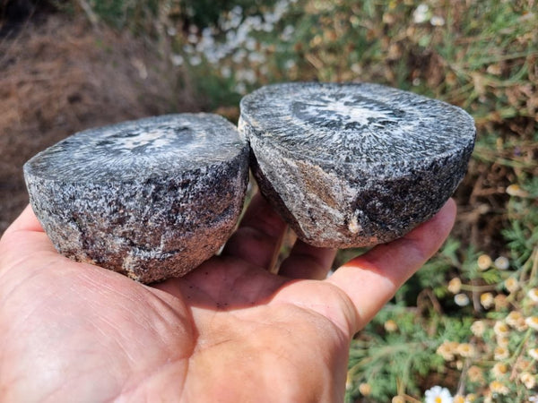 Pair of polished Orbicular Granite. OG167
