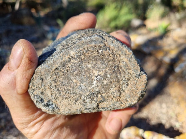 Pair of polished Orbicular Granite. OG168