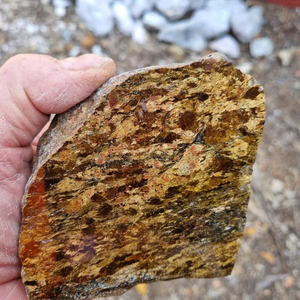 Polished Golden Amphibolite GA138