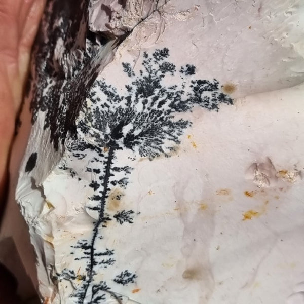 Dendritic Mookaite rough.  MKR 231