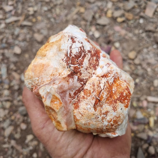 Crazy Lace Agate rough.  CLR 101