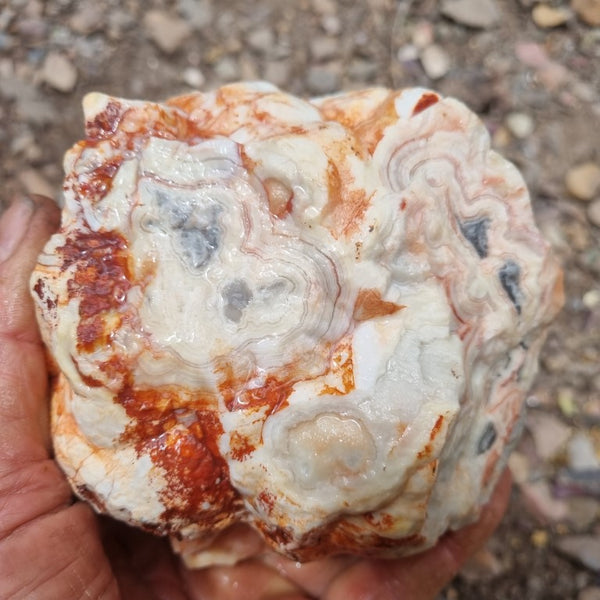 Crazy Lace Agate rough.  CLR 101