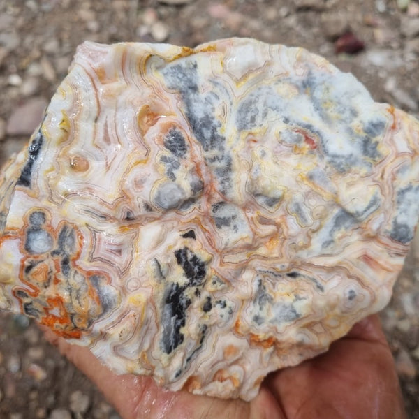 Crazy Lace Agate rough.  CLR 102