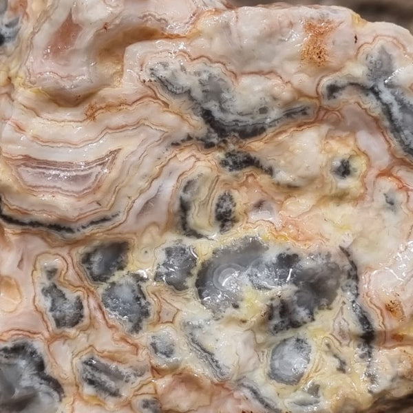 Crazy Lace Agate rough.  CLR 102