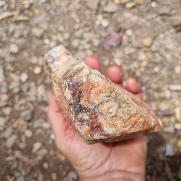 Crazy Lace Agate rough.  CLR 103