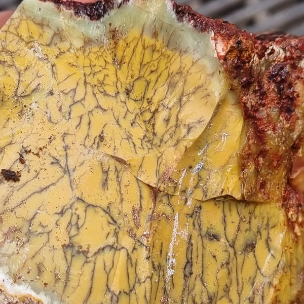 Dendritic Opal  rough.  DOR 194